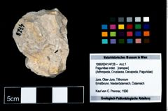 Foto (Objekt + Etikett) von Paguridae indet.  (NHMW-GEO-1990-0041-4728)